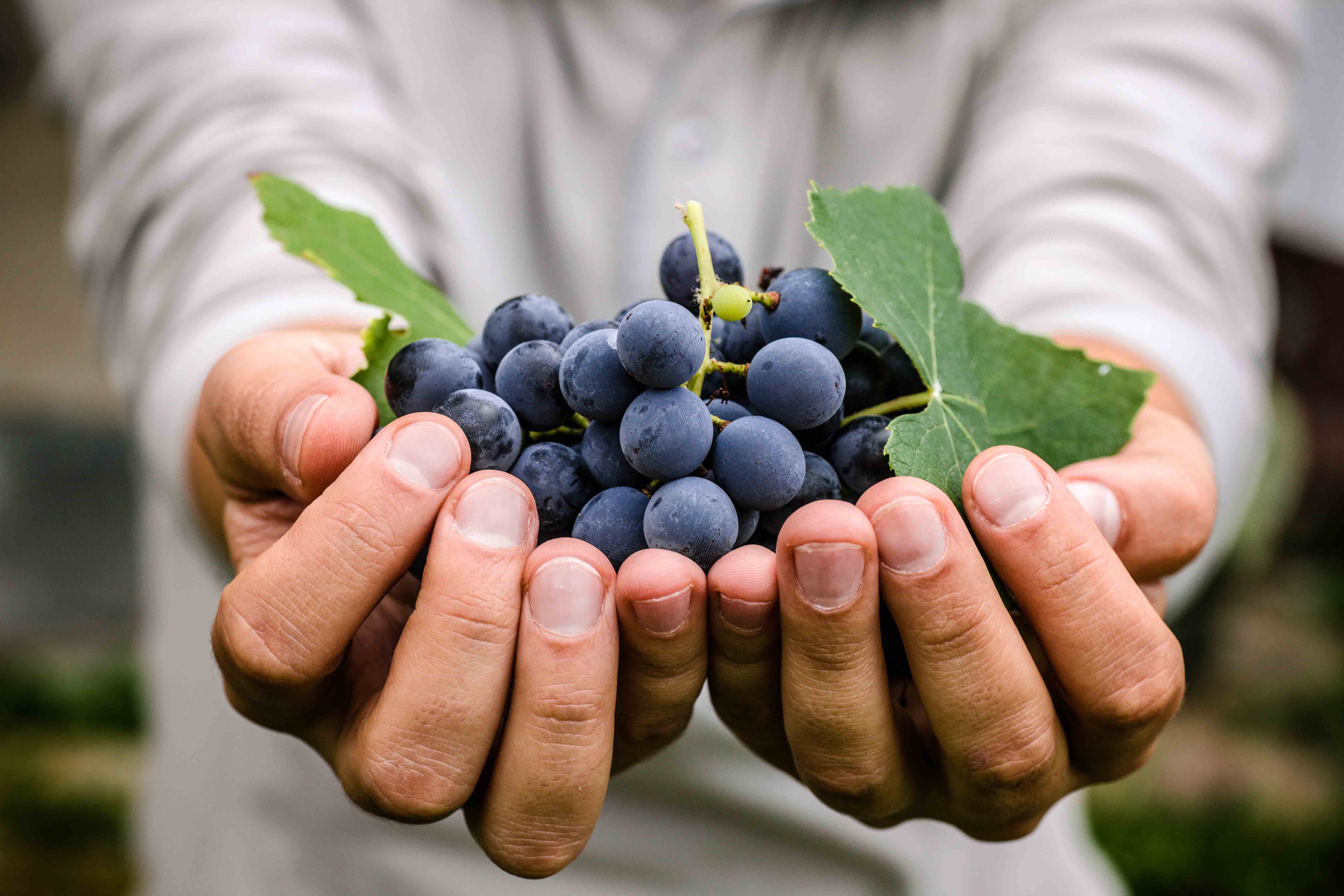 INACAL aprueba norma técnica peruana para impulsar estándares de calidad de las uvas de mesa