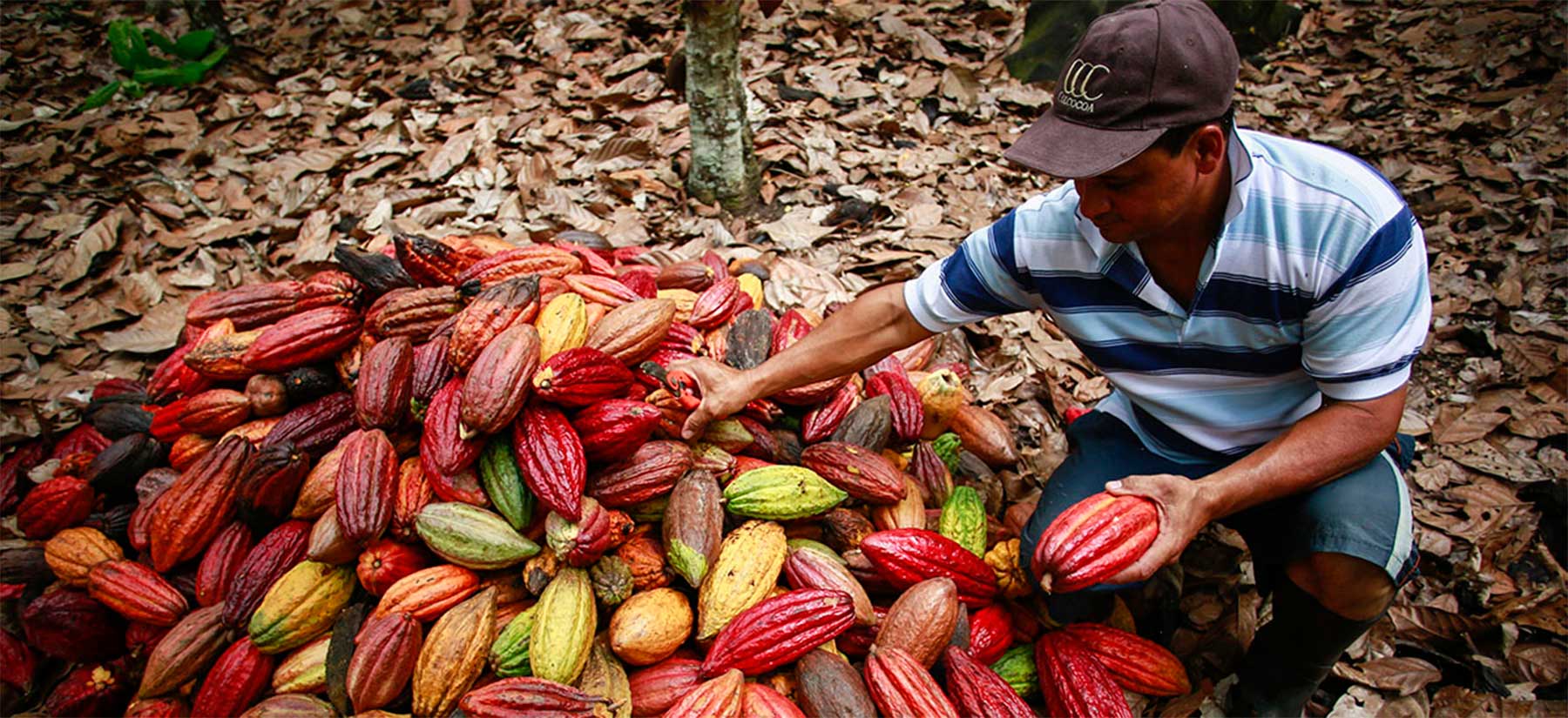 Exportaciones de cacao se verán afectadas por no cumplir con exigencias de la UE
