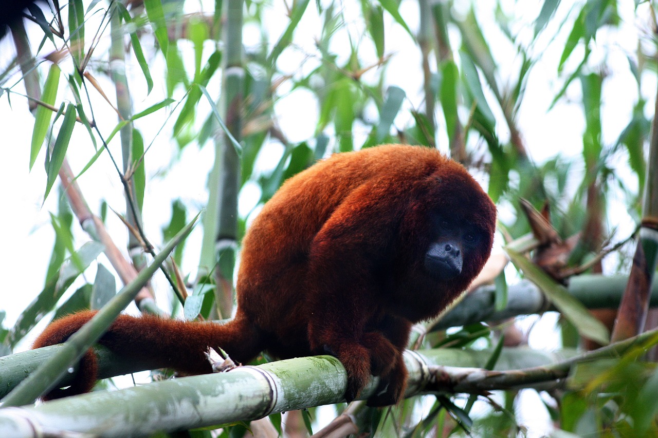 Desde jaguares hasta insectos: más de 2 mil especies son cuidadas en selva de Cusco
