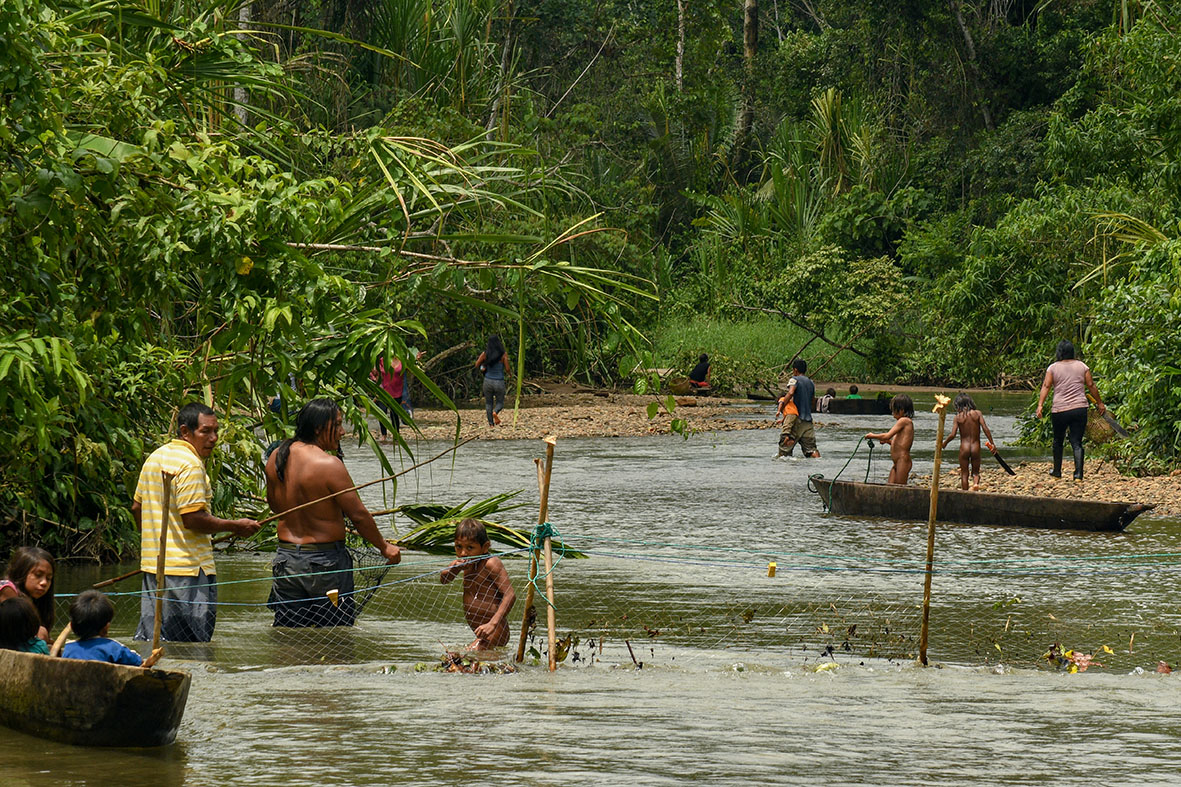 Comerciantes procedentes de Ecuador y Colombia ingresan a territorio peruano para extraer madera de forma ilegal