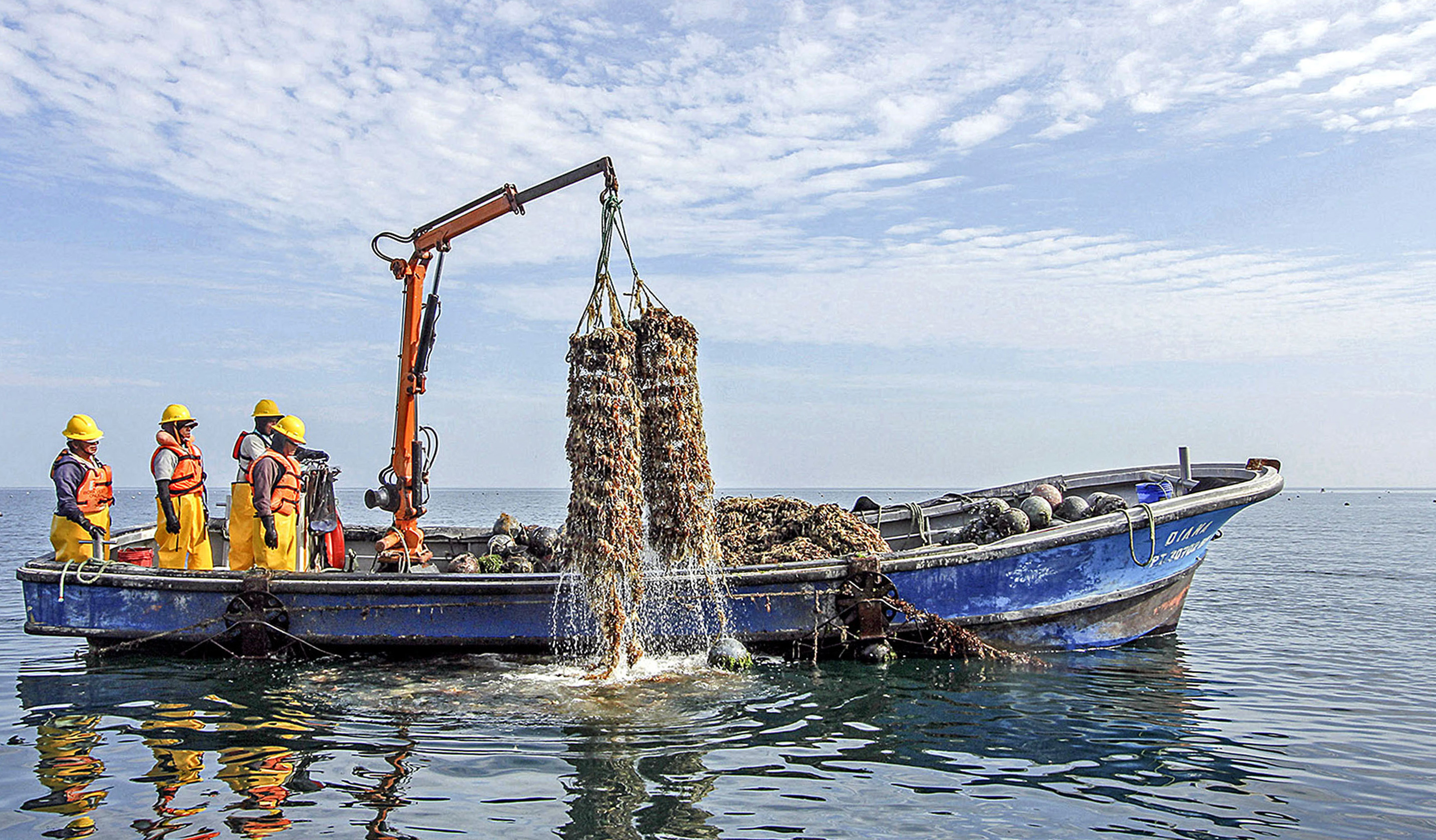 Conchas de abanico peruana llegarán a los Emiratos Árabes Unidos