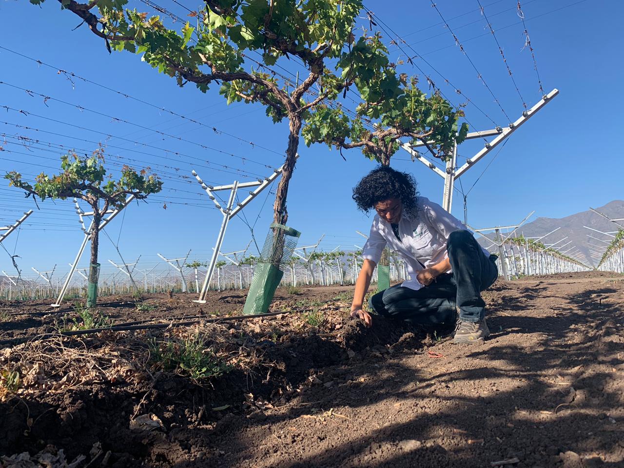 LA AGRICULTURA ES UN SECTOR QUE NO SOLO DIVERSIFICA LA ECONOMÍA, SINO QUE LA HACE CRECER