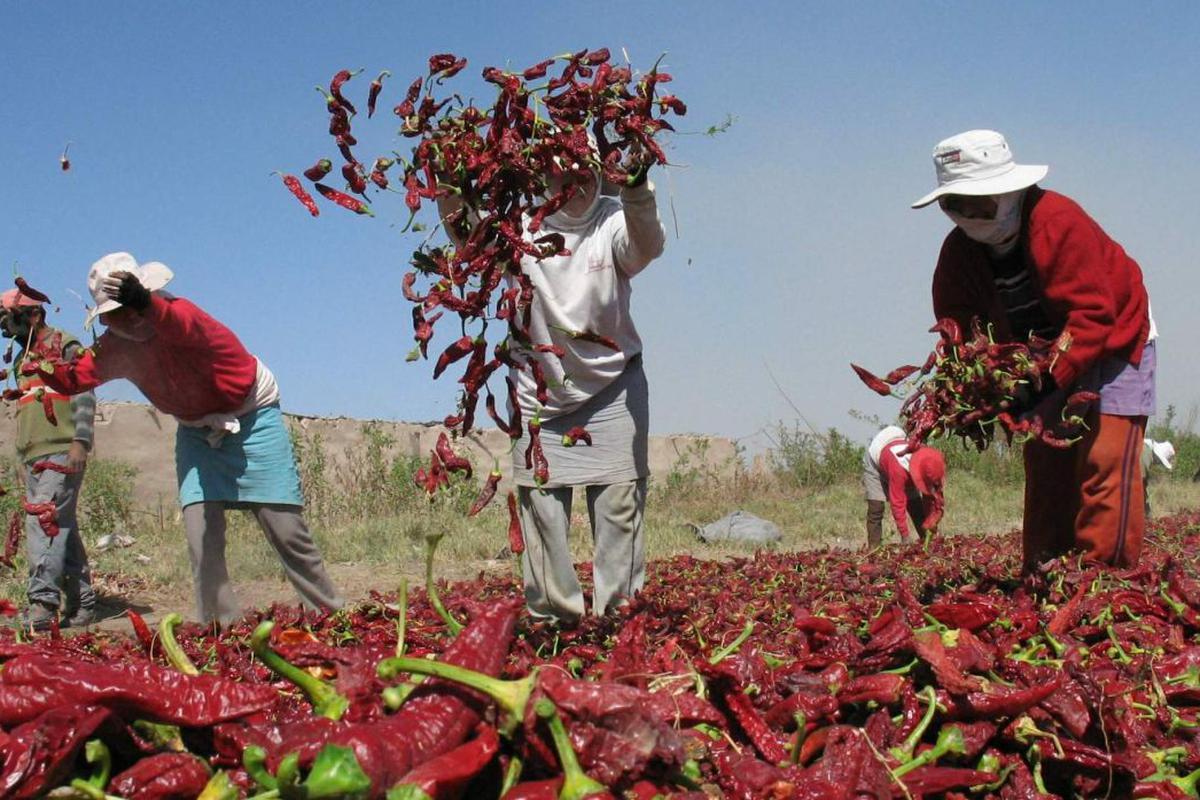 AGAP: Nuevo régimen laboral agrario generará más pobreza, informalidad y desempleo