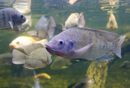 Las nuevas luminarias para peces de Signify aumentan el crecimiento y mejoran la relación de conversación aprovechando la energía solar