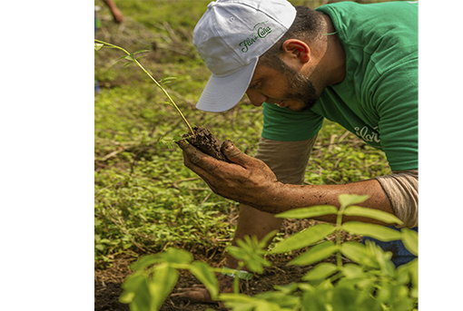 Flor de Caña se compromete a sembrar más de un millón de árboles para 2025