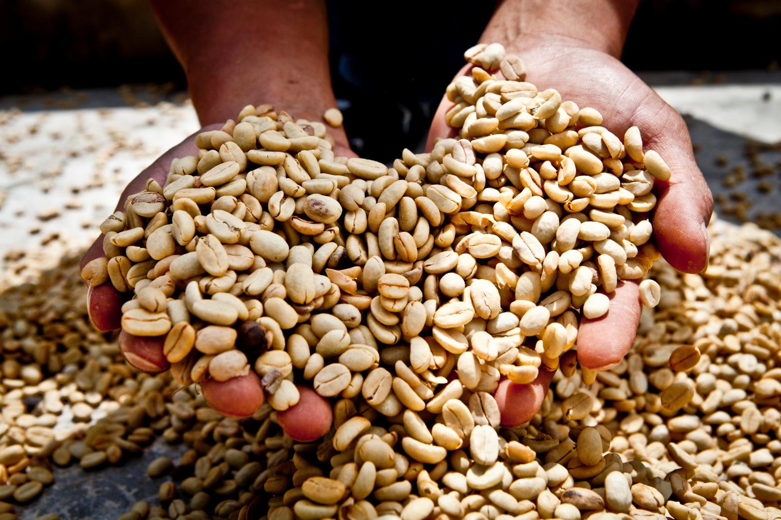 Perú logra cifra histórica en exportación de café de grano verde a Australia