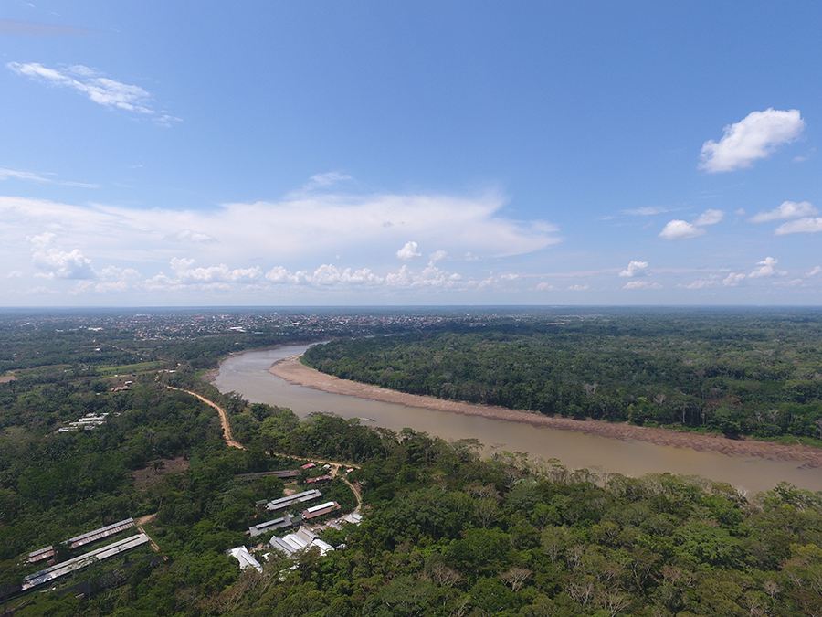 Conoce 5 tipos de árboles que puedes sembrar en la ciudad