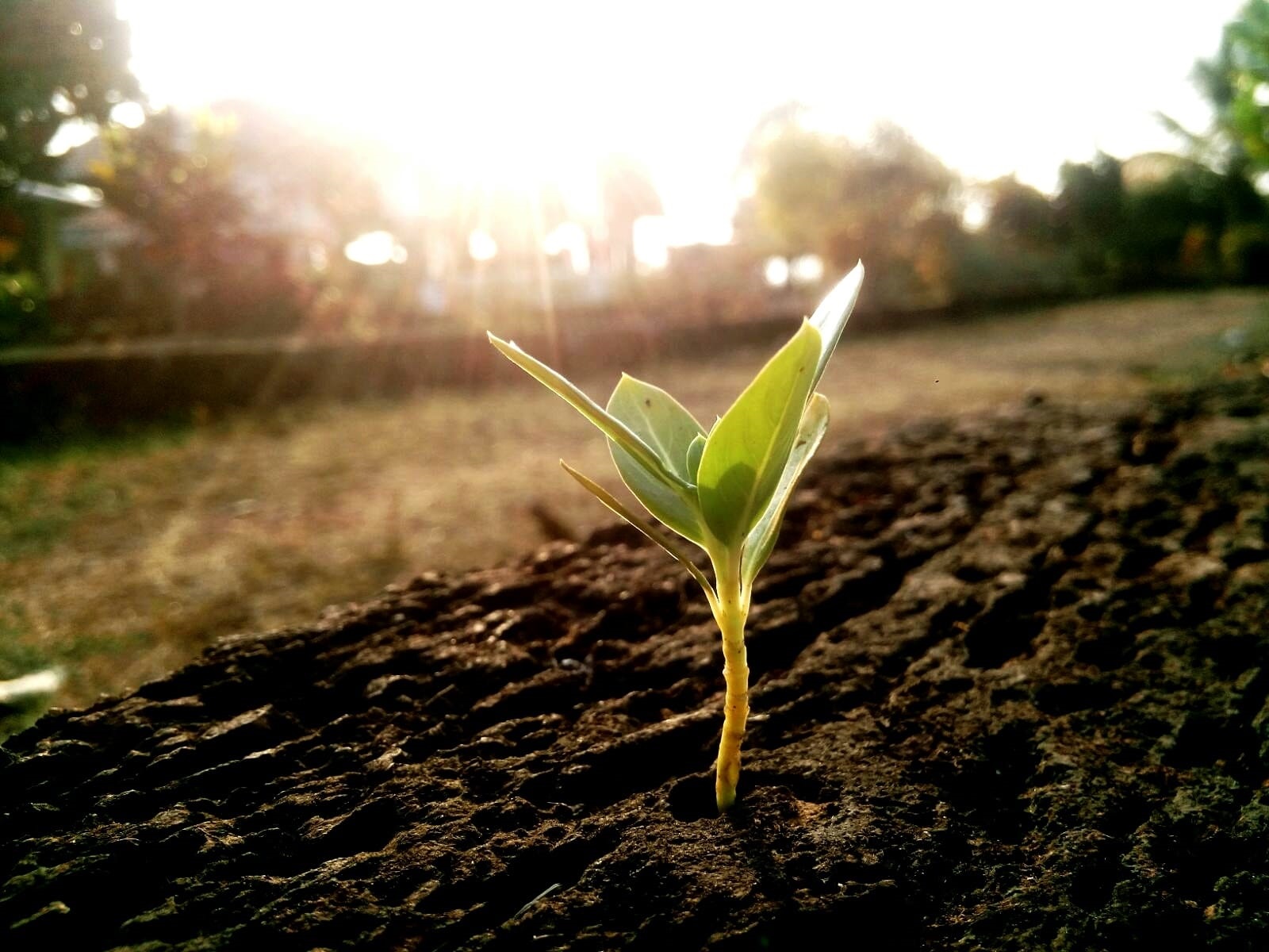 SAP apoyará a más de 200 empresas para la descarbonización global