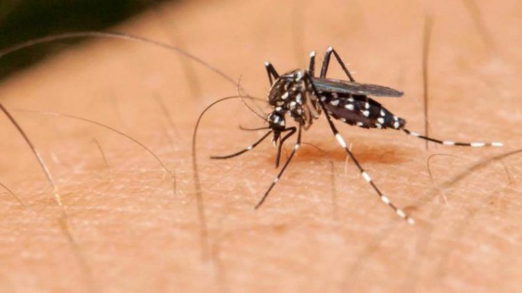 Causas, síntomas y prevención del dengue