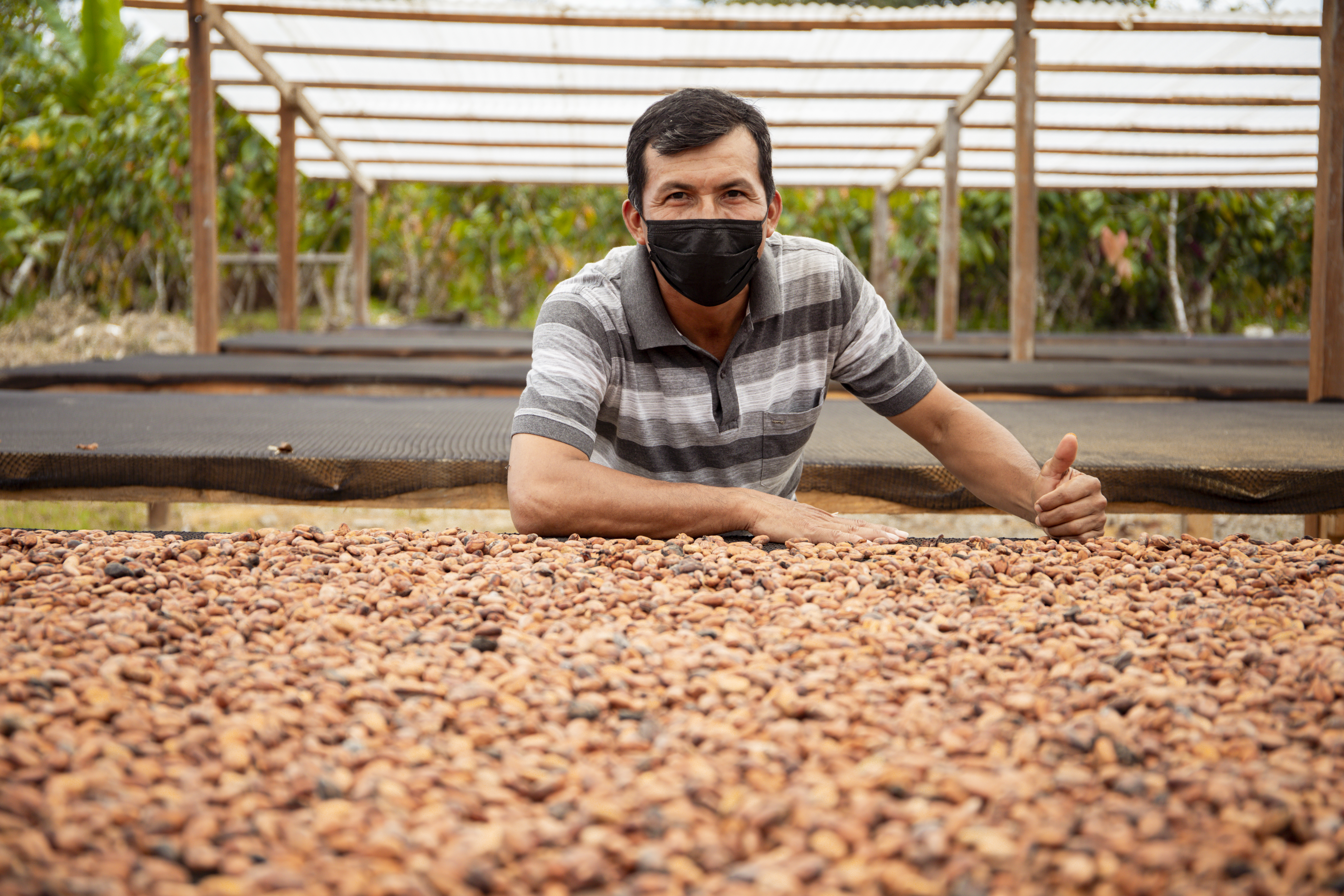 MIDAGRI impulsa comercio de cacao en la selva central