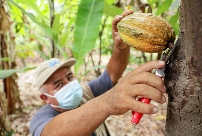 Perú: rumbo a ser un productor de cacao sostenible y trazable