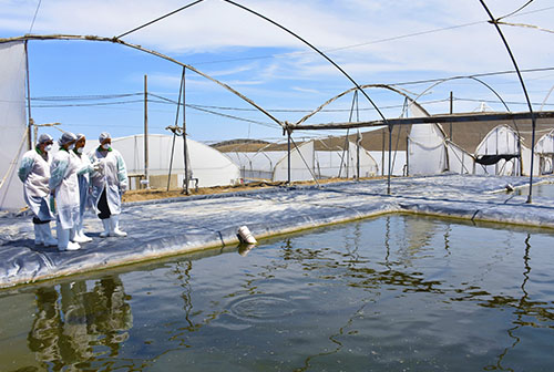 Sanipes desarrolla Planes de Control para mitigar el impacto de enfermedades endémicas que afecten a la acuicultura