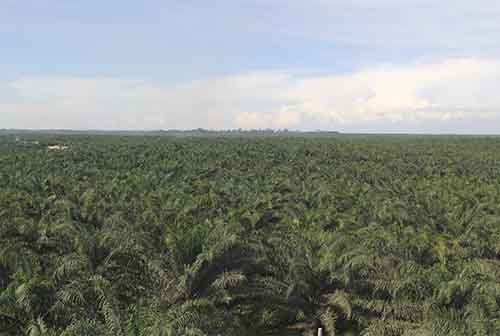 Aproximadamente 30 000 hectáreas de hoja de coca han sido sustituidas por palma aceitera