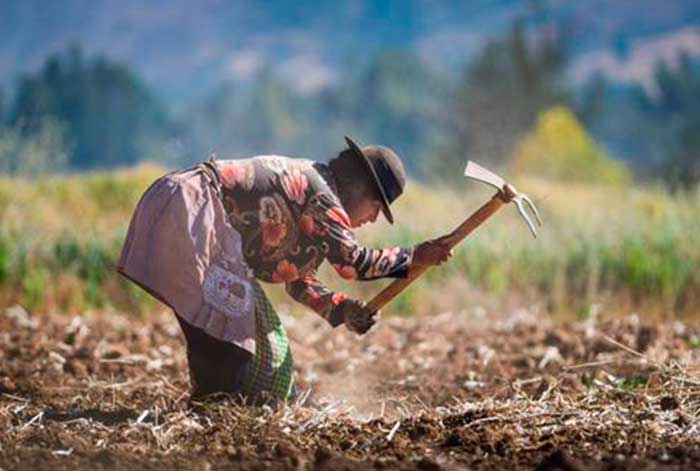 Segunda reforma agraria: deben priorizar la mejor articulación de las cadenas productivas