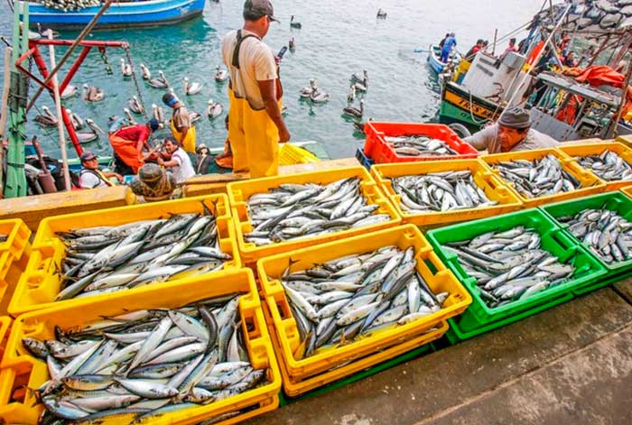 Comité de Pesca de la SNI saluda medidas gubernamentales dirigidas a promover la pesca artesanal y a las empresas dedicadas al consumo humano directo