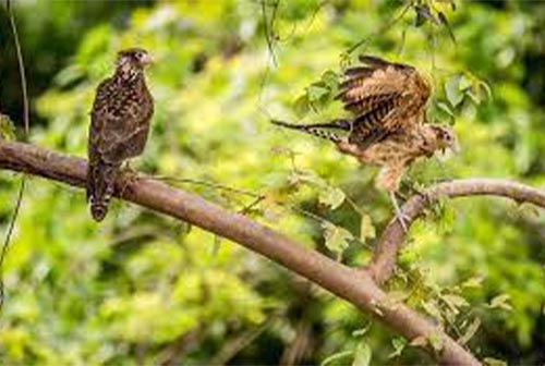 Con su primer programa de biodiversidad, Cálidda contribuye a preservar las Lomas de Villa María del Triunfo e impulsa el desarrollo