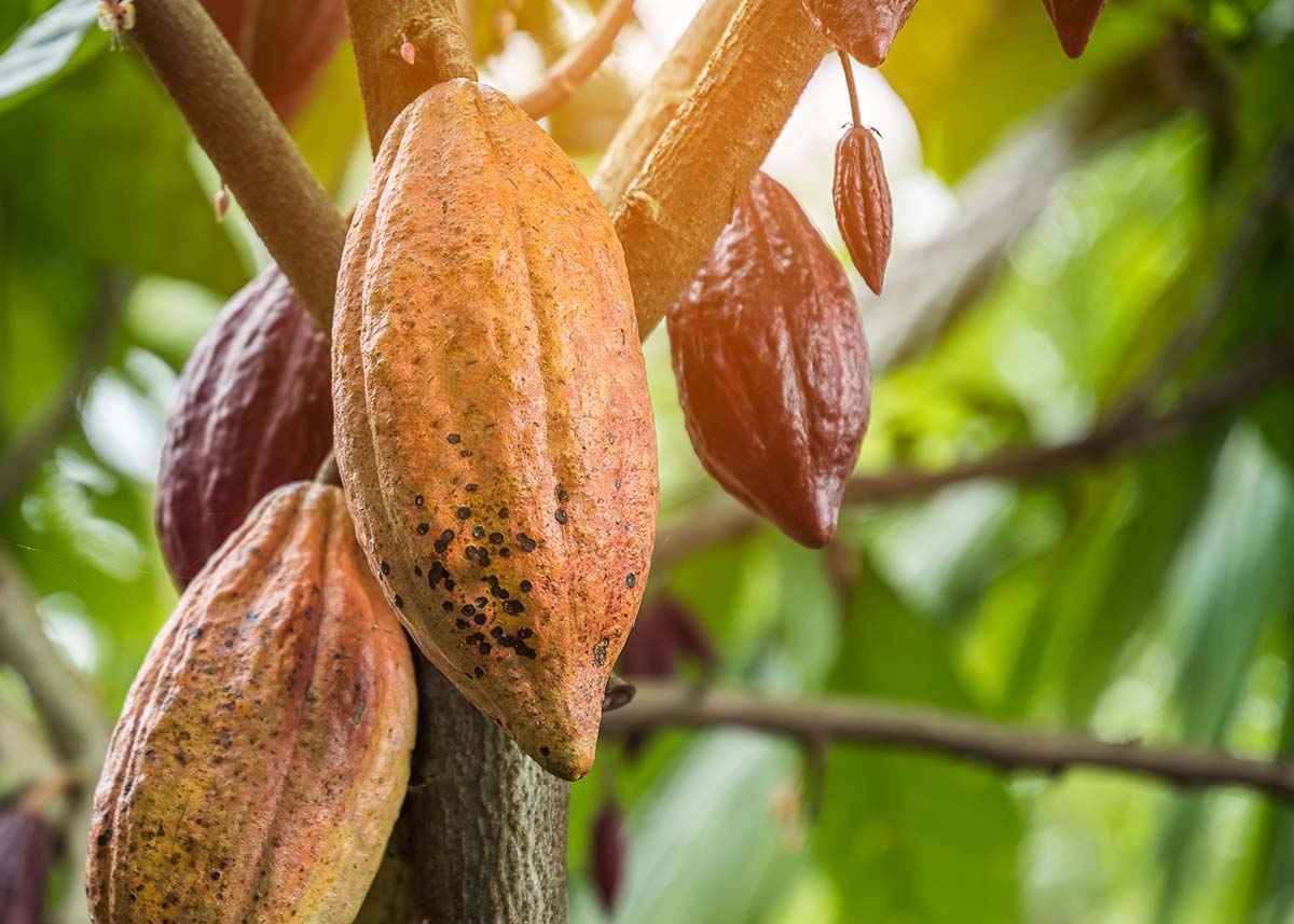 INACAL capacitará en análisis físico de la calidad del cacao en la Región San Martín