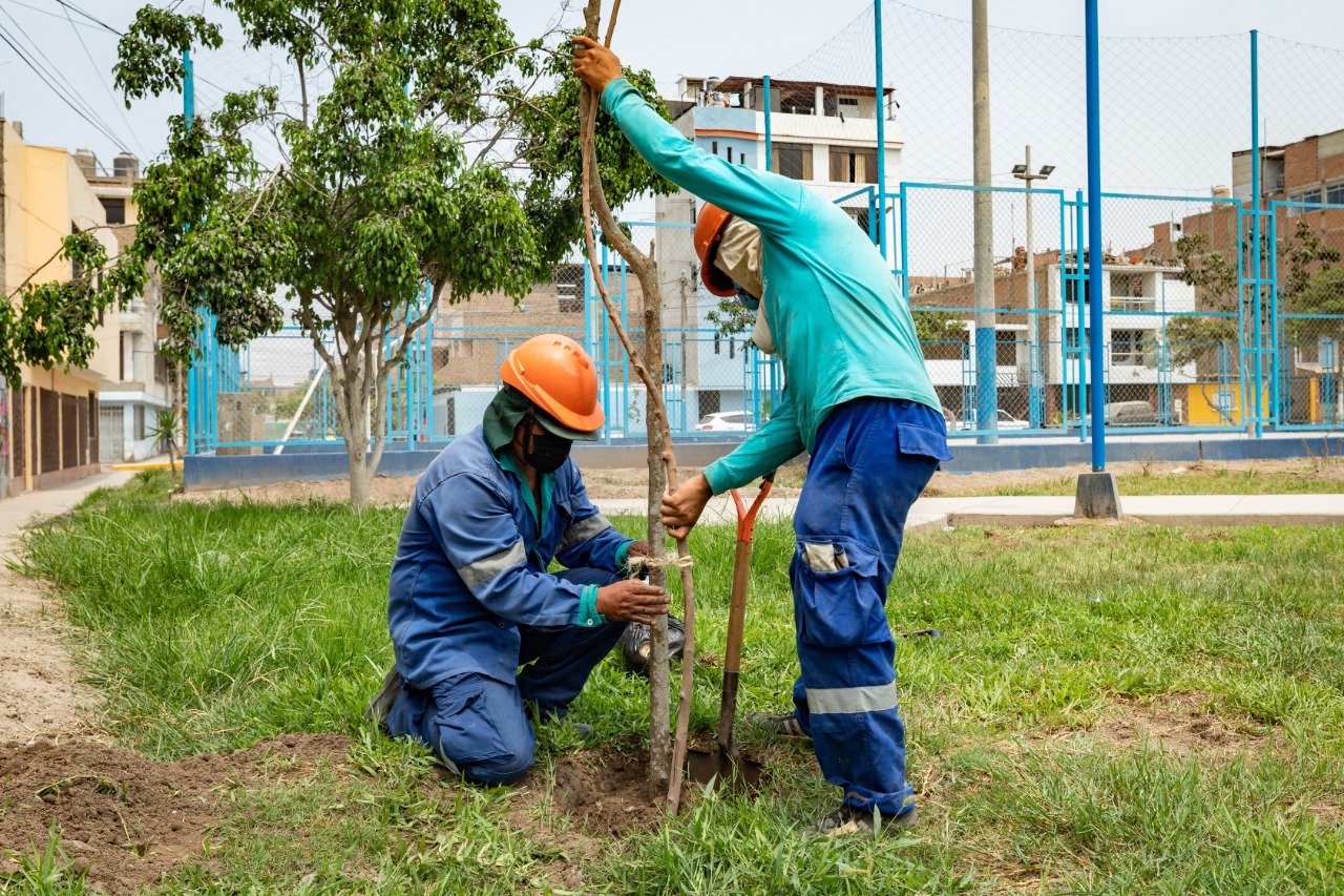 Ampliación norte del Metropolitano: MML plantó más de 1,000 árboles en Comas