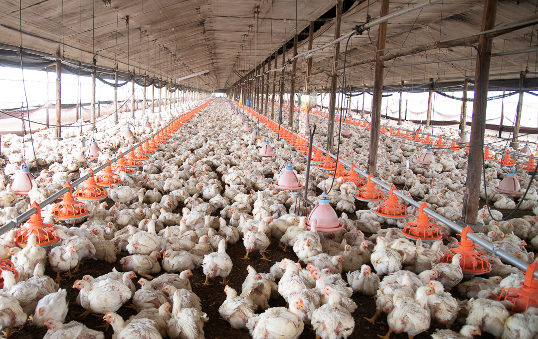 Proyecto de exoneración del IGV no bajara los precios del pollo y huevos al público