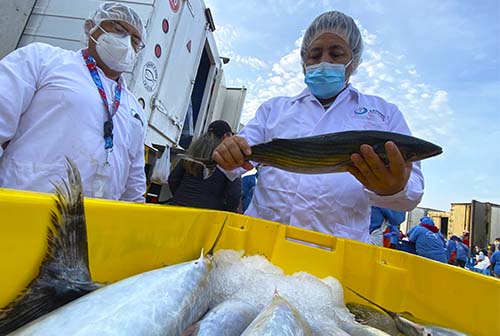Sanipes garantizó la inocuidad de 2000 toneladas de recursos marinos para consumo en los primeros 90 días de la emergencia por derrame de petróleo