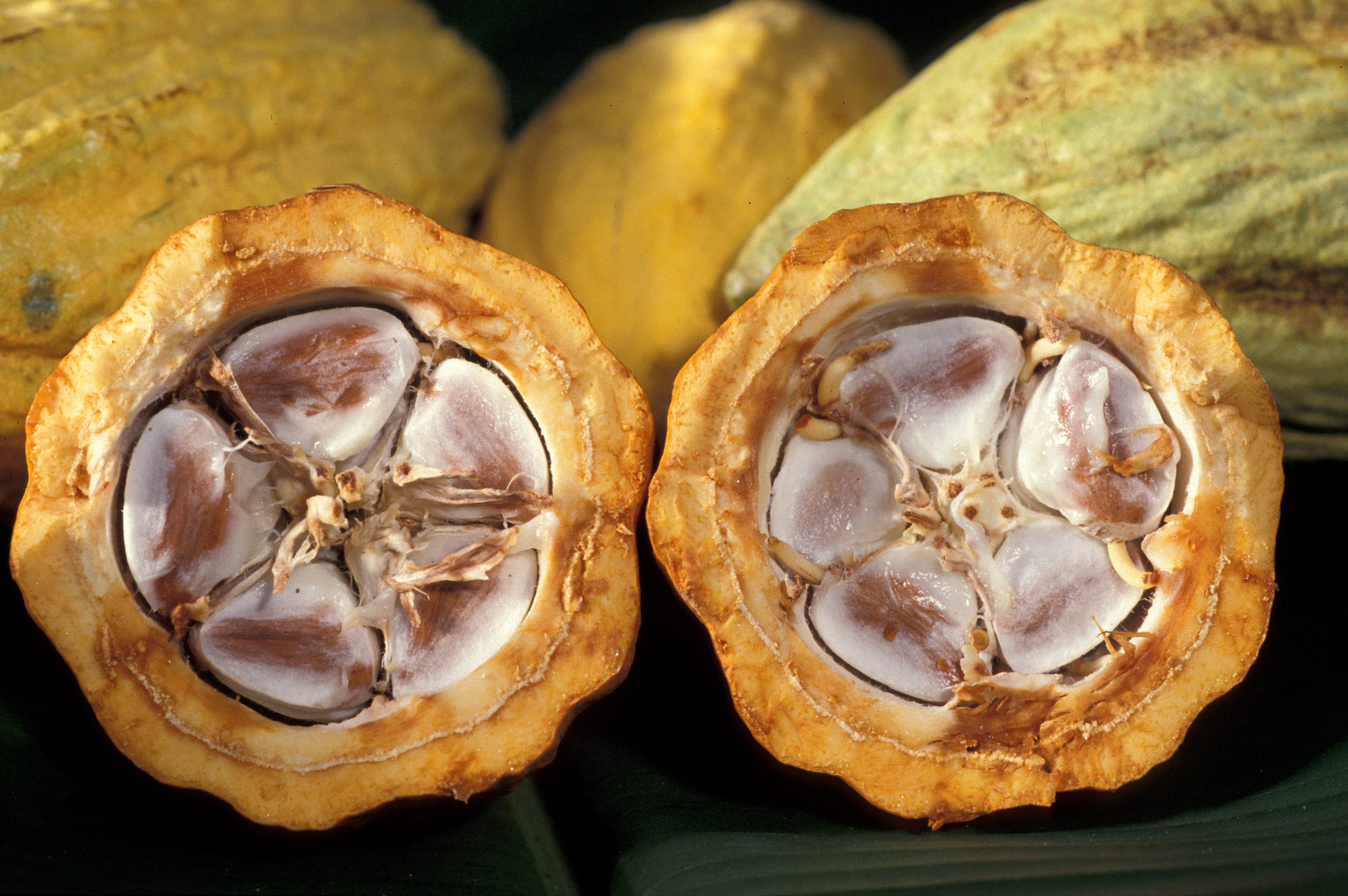 Inacal promueve el uso de normas técnicas en el “I Concurso Regional de Cacao de Calidad en San Martín”