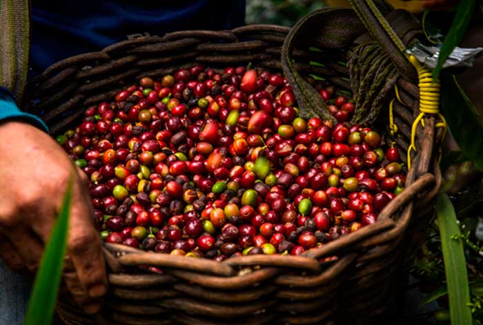 Proyecto "Alianza para el Café Sostenible y Competitivo" permitió que demanda regional del café supere los 10 millones de soles en San Martín