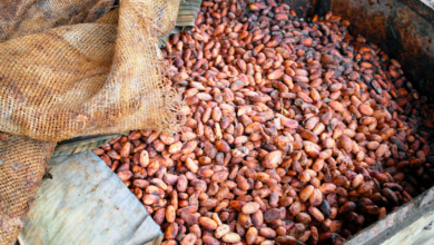 Cacao-trace: La iniciativa de Puratos que beneficia a los agricultores de cacao