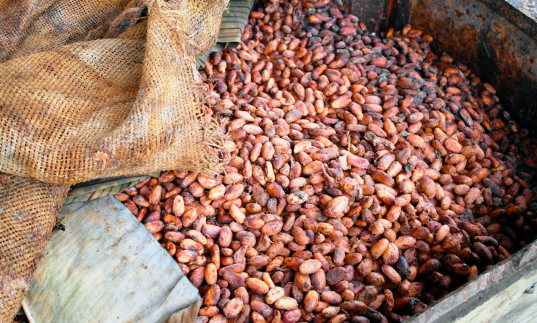 Cacao-trace: La iniciativa de Puratos que beneficia a los agricultores de cacao