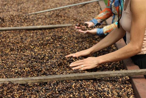El Tecnológico de Costa Rica, Fundación Plan21 e IBM se unen por el futuro de la agricultura en América Latina
