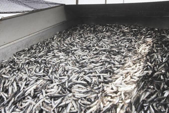 Produce autoriza inicio de la segunda temporada de pesca de anchoveta a partir del 28 de noviembre