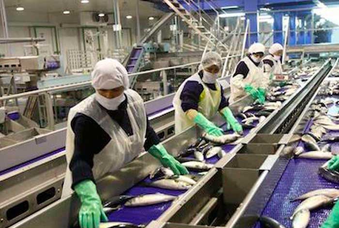 Industria de harina y aceite de pescado es la segunda más grande después de la minería
