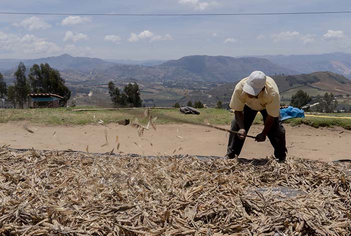 Siete regiones del país fortalecen sus cadenas productivas con apoyo de la Cooperación Europea