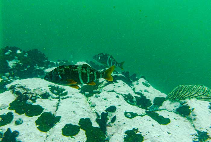 ONG Oannes constata que fondos submarinos se encuentran sin presencia de hidrocarburos