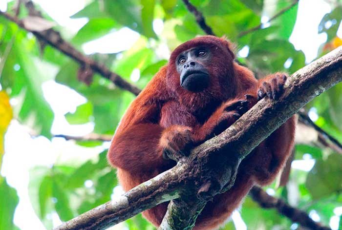 Más de 190 países logran histórico acuerdo en favor de la biodiversidad