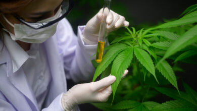 Los riesgos de comprar cannabis medicinal informal/ilegal