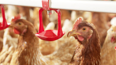 Industria avícola: tecnología e innovación promueven la sustentabilidad