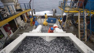 SNP: Segunda Temporada de Pesca de Anchoveta 2022 genera más de US$ 1,000 millones