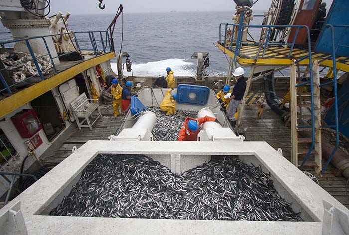 SNP: Segunda Temporada de Pesca de Anchoveta 2022 genera más de US$ 1,000 millones