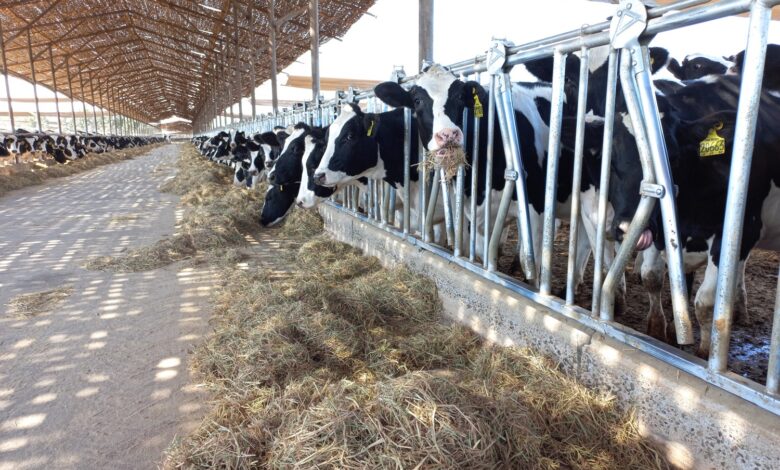 Importación de más de 2.000 toneladas de soya por parte de Leche Gloria mitigará crisis de ganaderos
