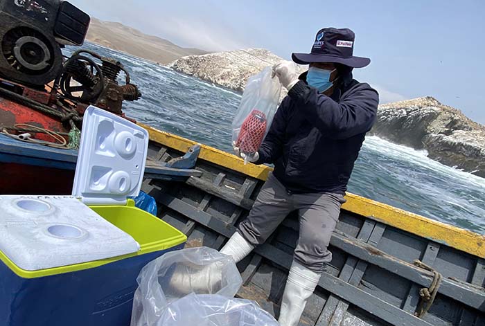 Sanipes brinda entrenamiento de buceo a sus especialistas a nivel nacional para mejorar la fiscalización sanitaria