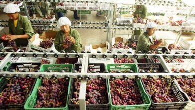 agroexportaciones peruanas cerraron en azul los últimos 7 años