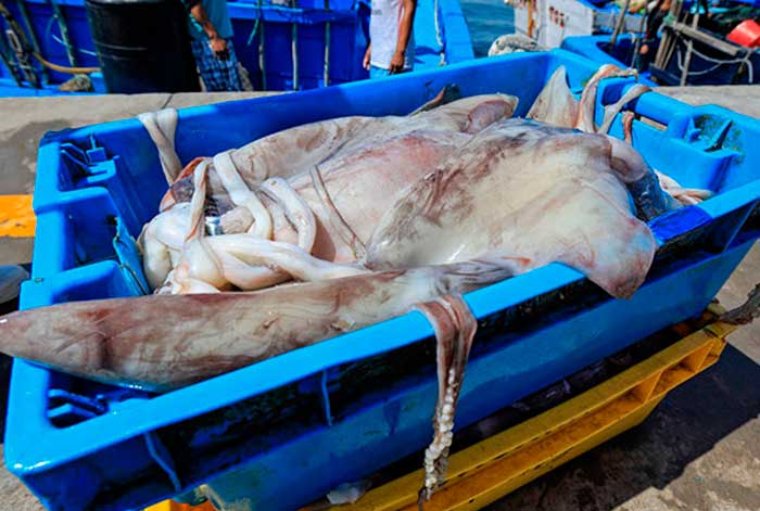 Se aprueban medidas de ordenamiento para pesca de calamar gigante en aguas internacionales del Pacífico Sur