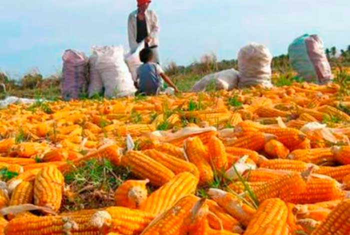 producción de maíz amarillo duro alcanzó 132 mil 728 toneladas y creció 7,9% en diciembre del 2022