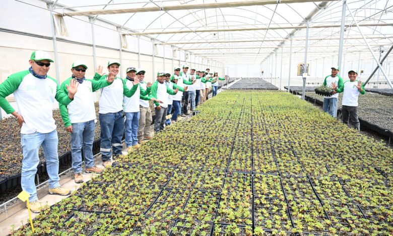 Anglo American forestó las primeras 10 hectáreas del bosque de queñuas en Quellaveco