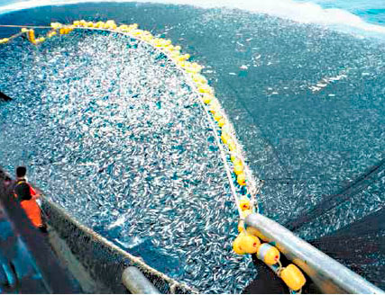 Comité de Pesca y Acuicultura de la S.N.I. celebra acuerdo de biodiversidad en alta mar