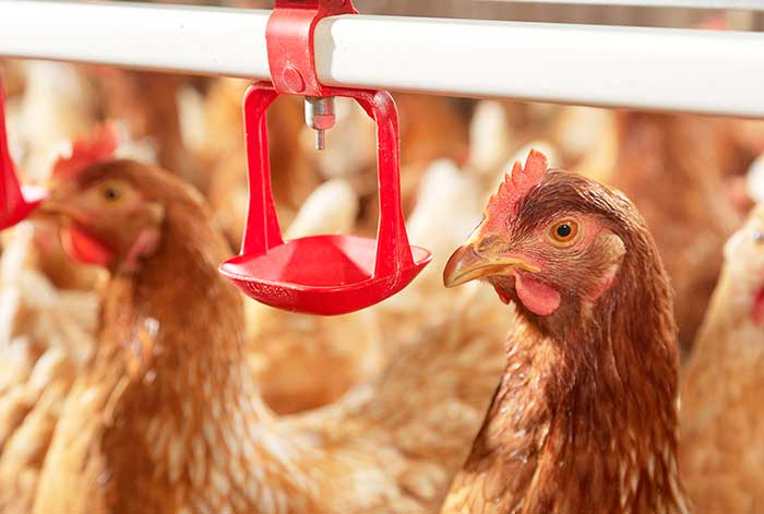 Perú: aprueban la comercialización de vacuna contra la influenza aviar