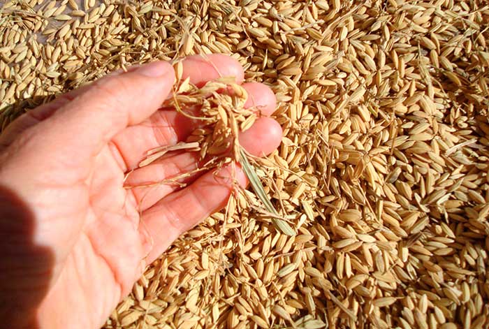 producción de arroz cáscara alcanzó 220 mil toneladas y aumentó en 5,0% durante enero de 2023