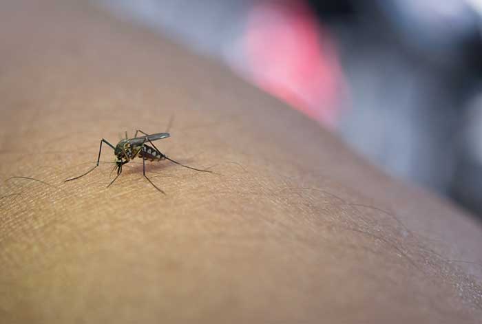 dengue: un virus que puede prevenirse