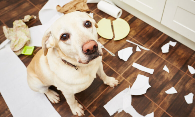 3 tips para calmar la ansiedad de tu mascota