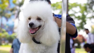 ¿Buscando planes para el fin de semana?: Disfruta con la familia y las mascotas del Pet Fest